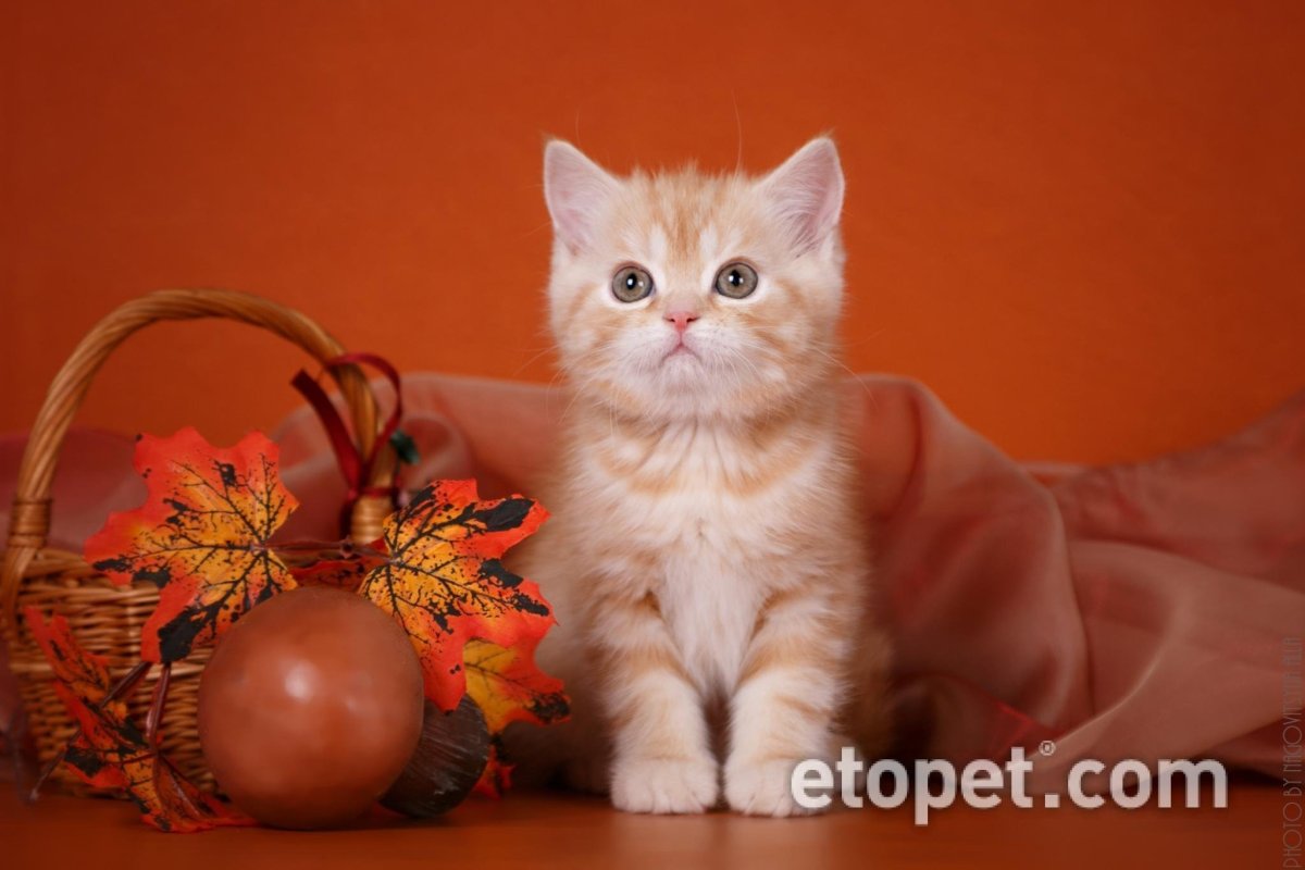 Красный мраморный серебристый Шотландские прямоухие