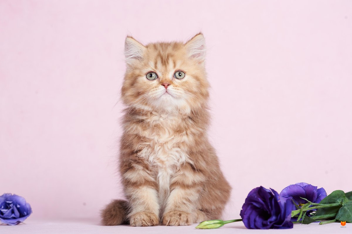 Коты хайленд страйт