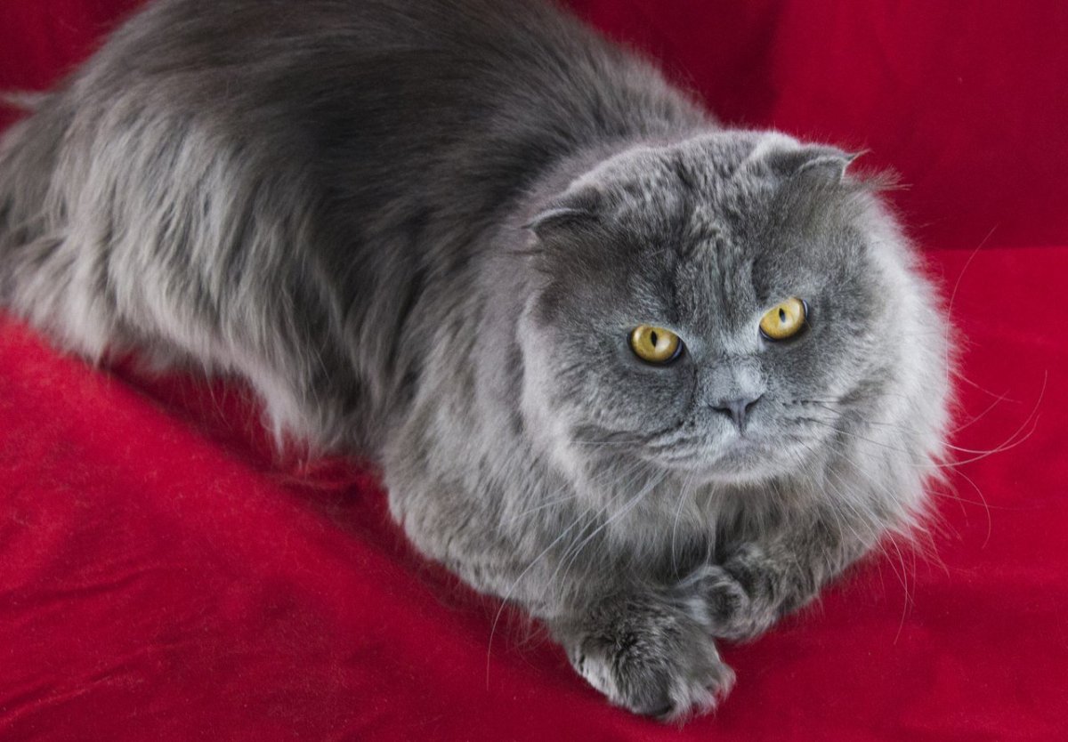 Шотландская вислоухая кошка длинношерстная