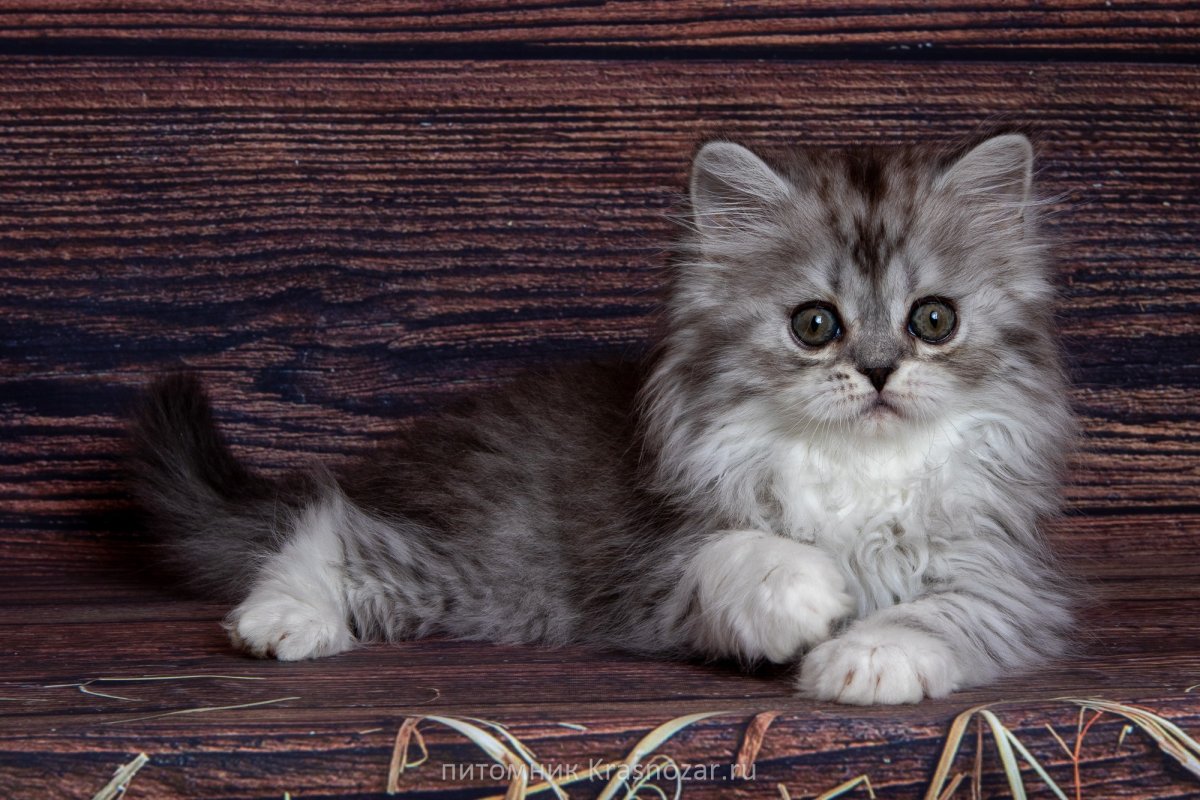 Шотландские котята хайленд страйт