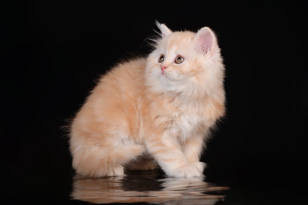 Шотландская прямоухая длинношерстная Золотая котята