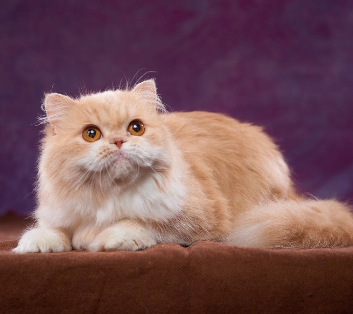 Шотландский хайленд страйт