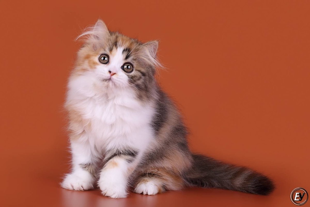 Шотландский хайленд страйт биколор