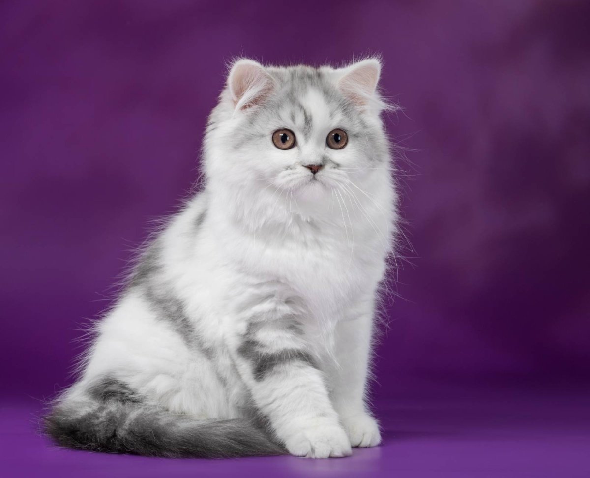 Шотландский хайленд страйт