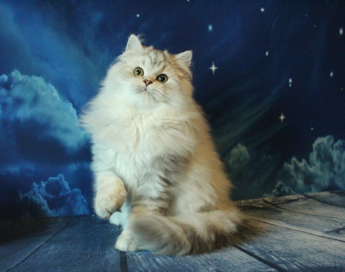 Шотландская прямоухая длинношерстная кошка хайленд-страйт