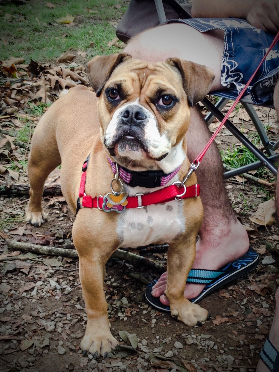 Щенки бигля для рабочего стола