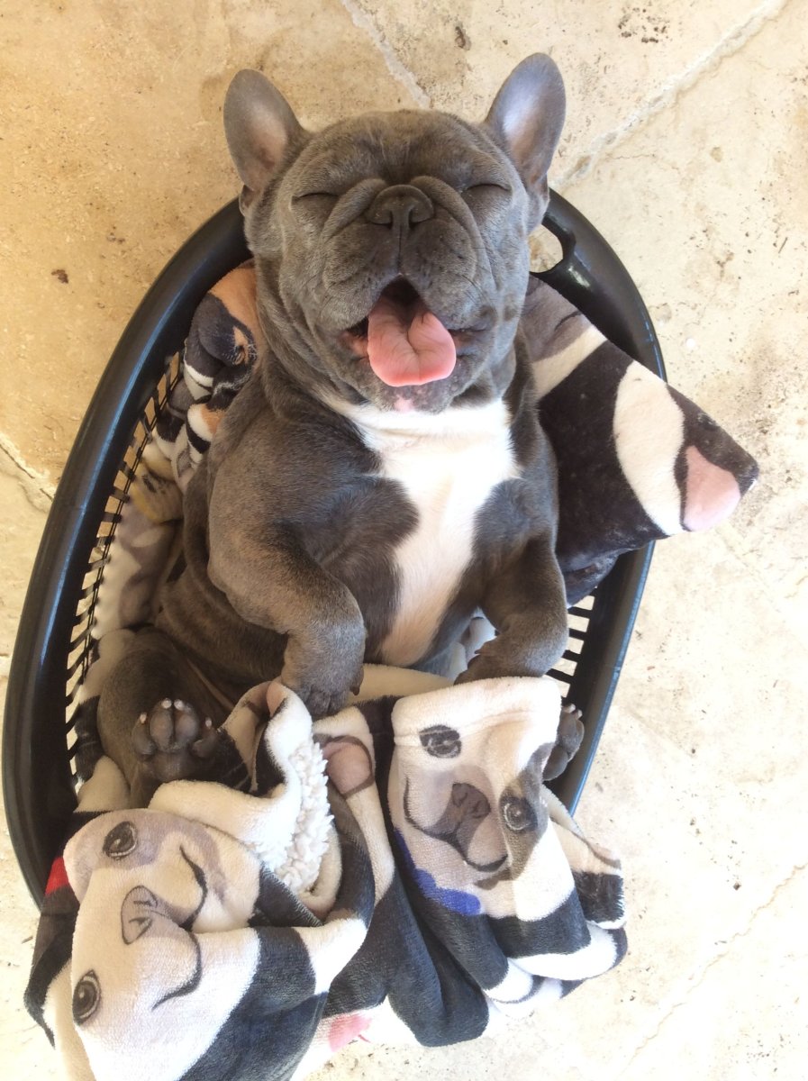 Бостонский терьер голубой