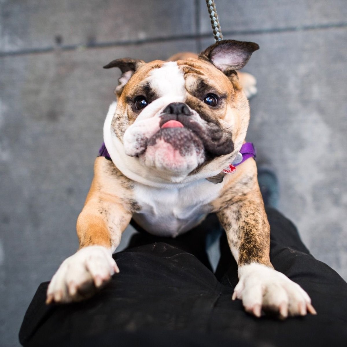 Маленькие и средние породы собак значок