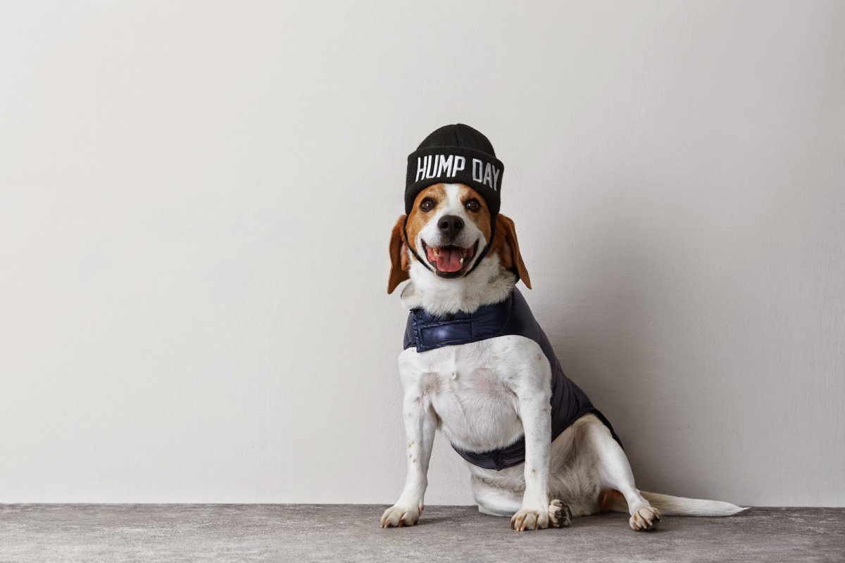 Баннер щенки