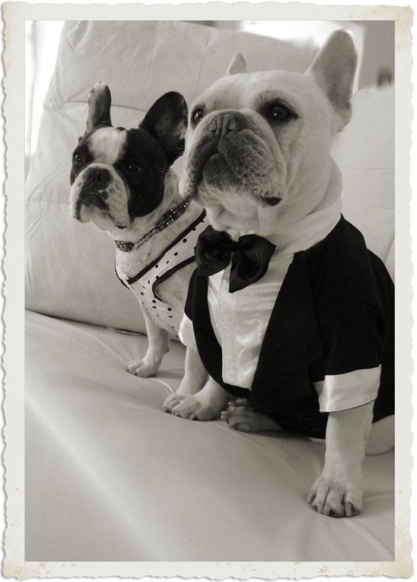 Французский бульдог мини белый