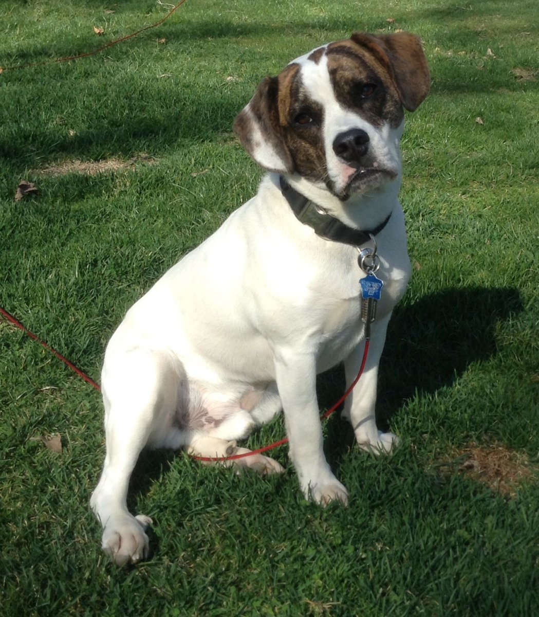 Метис с французским бульдог и Бигль