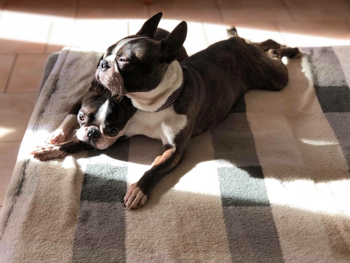 Бигль или французский бульдог