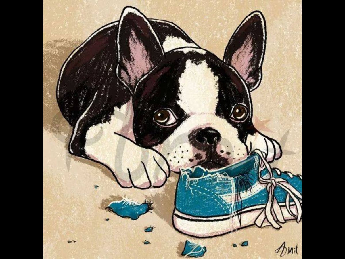 Собака в отпуске