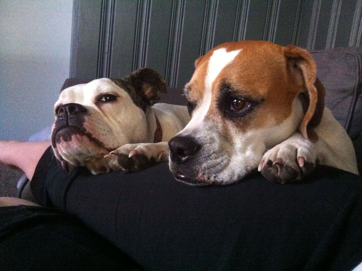 Бульдог и Бигль на одном фото