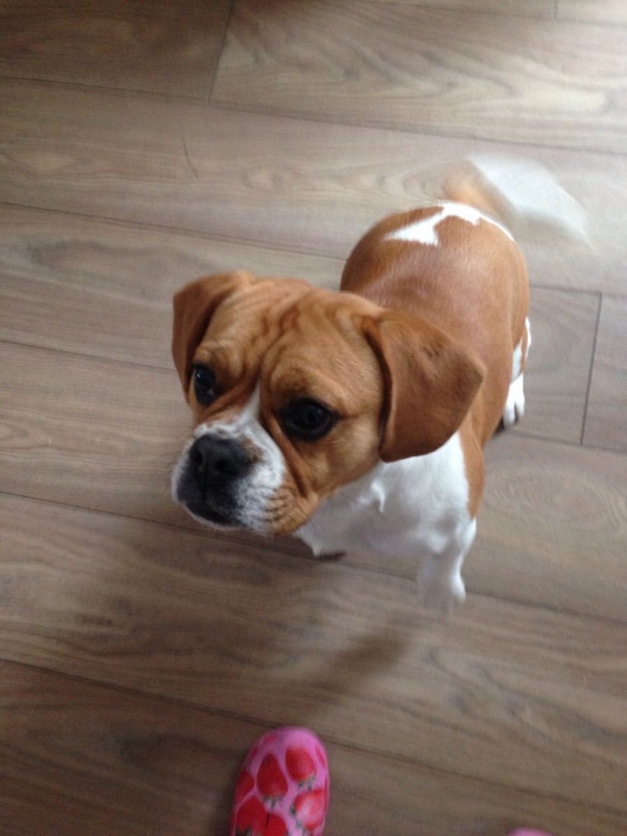 Бигль и бульдог