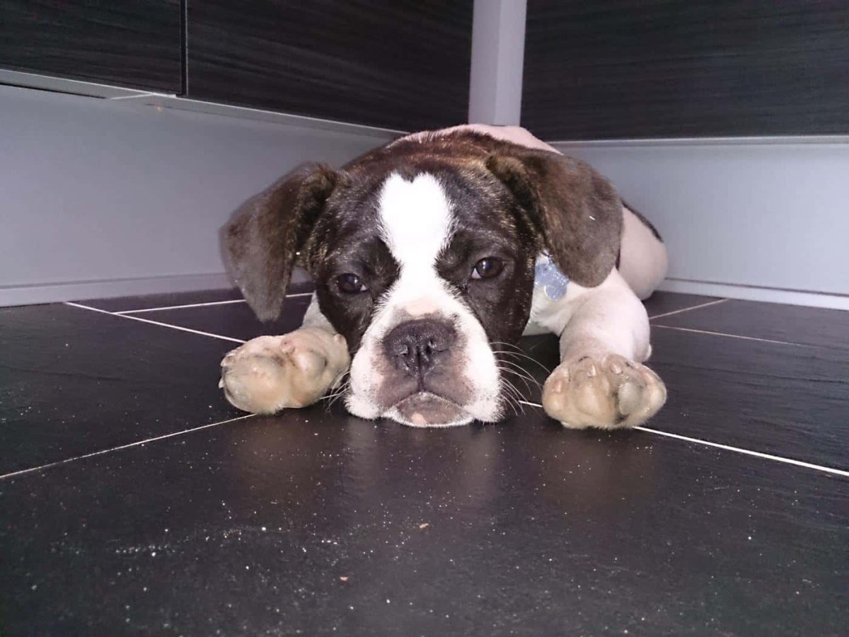 Бигль и бульдог