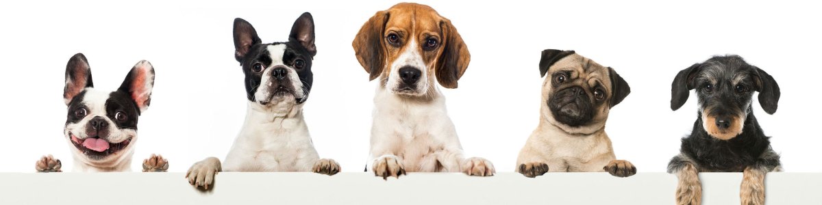 Новорожденные щенята собаки Бигль