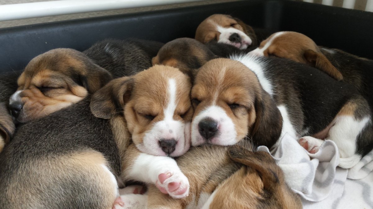 Французский бульдог арт