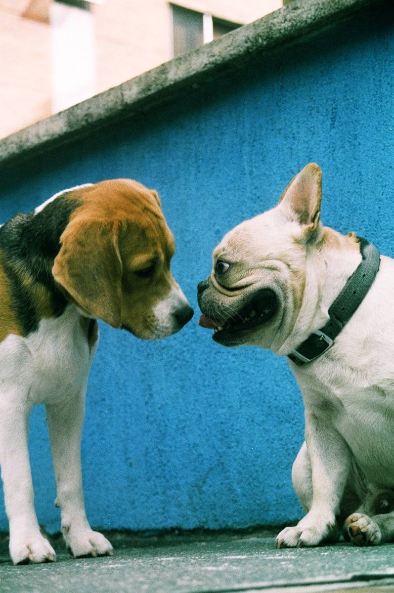 Бигль и французский бульдог