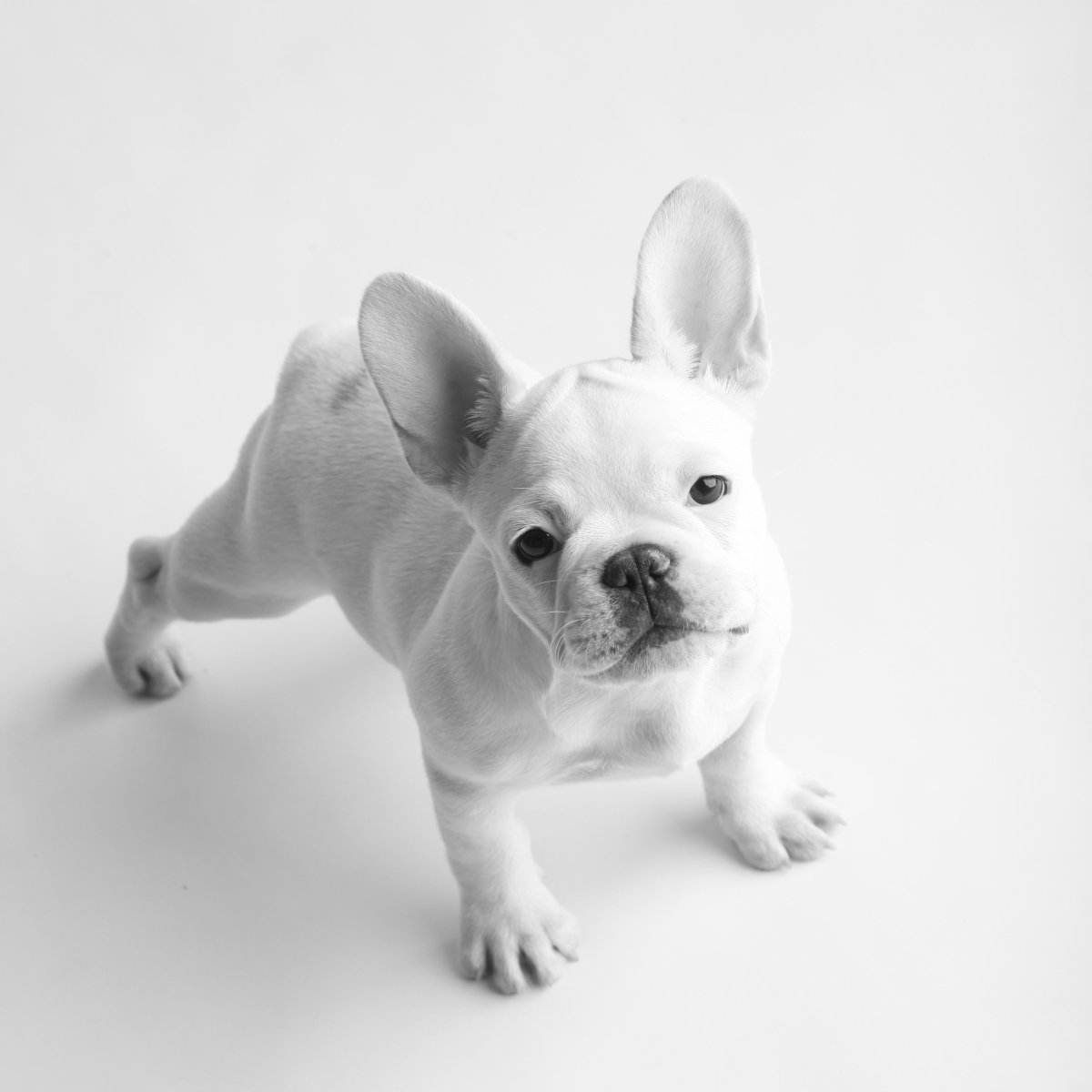 Щенки ушастого бульдога