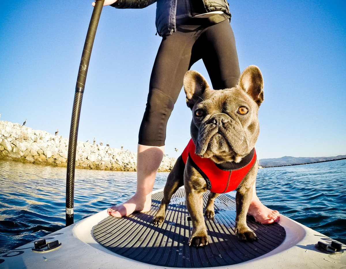 Собаки сохры