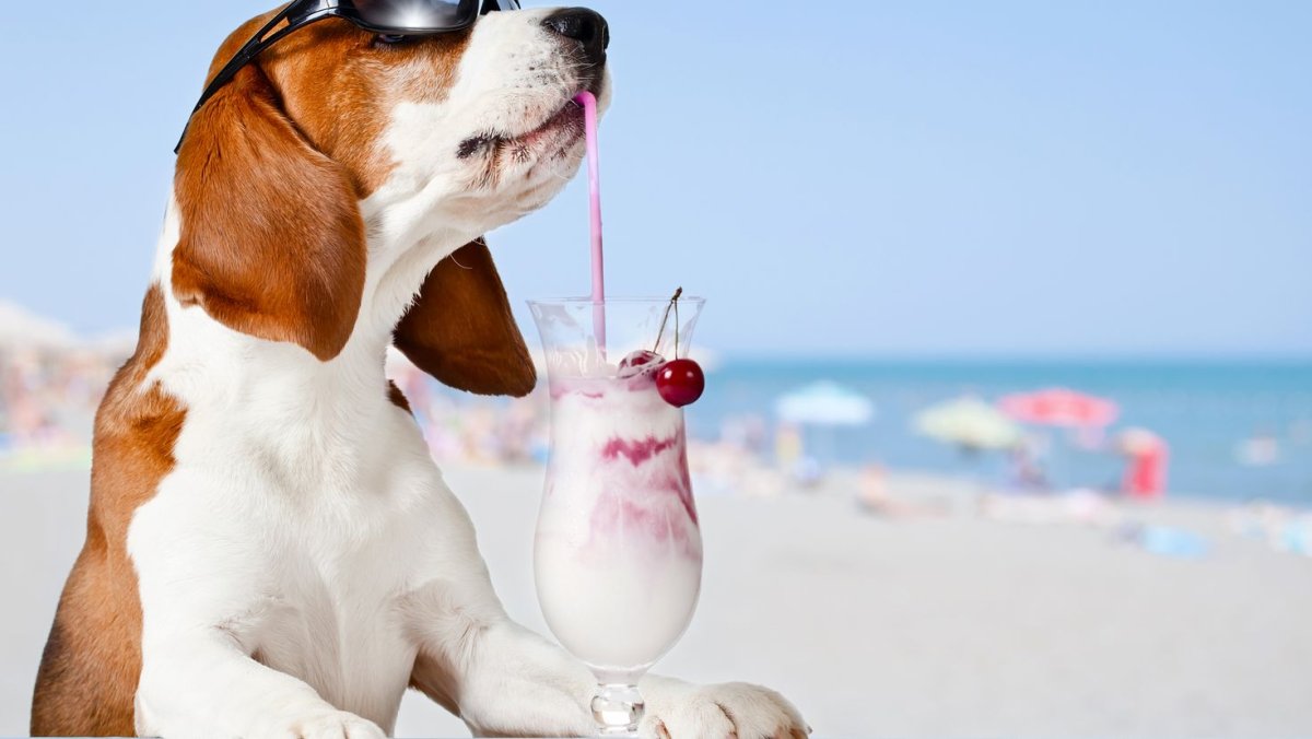 Новогодний французский бульдог