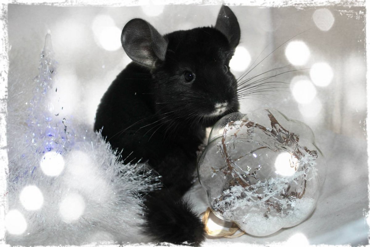 Австралийская шиншилла