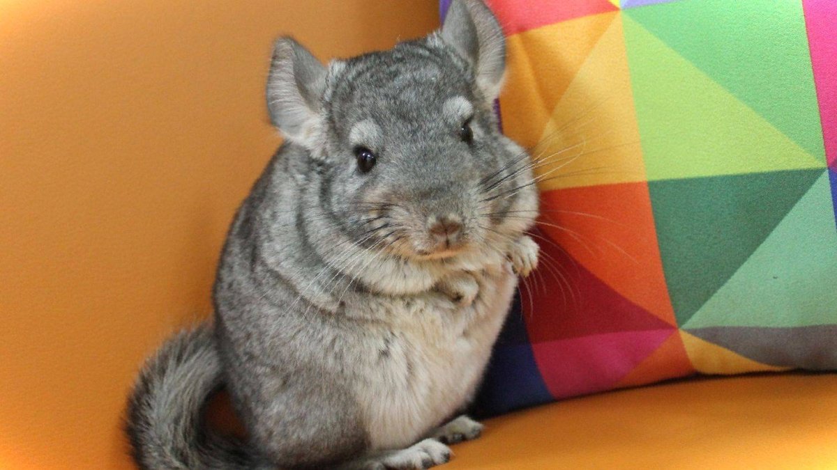 Шиншилла рекс ангора