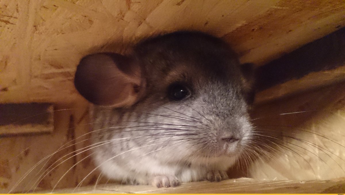 Шиншилла клипарт