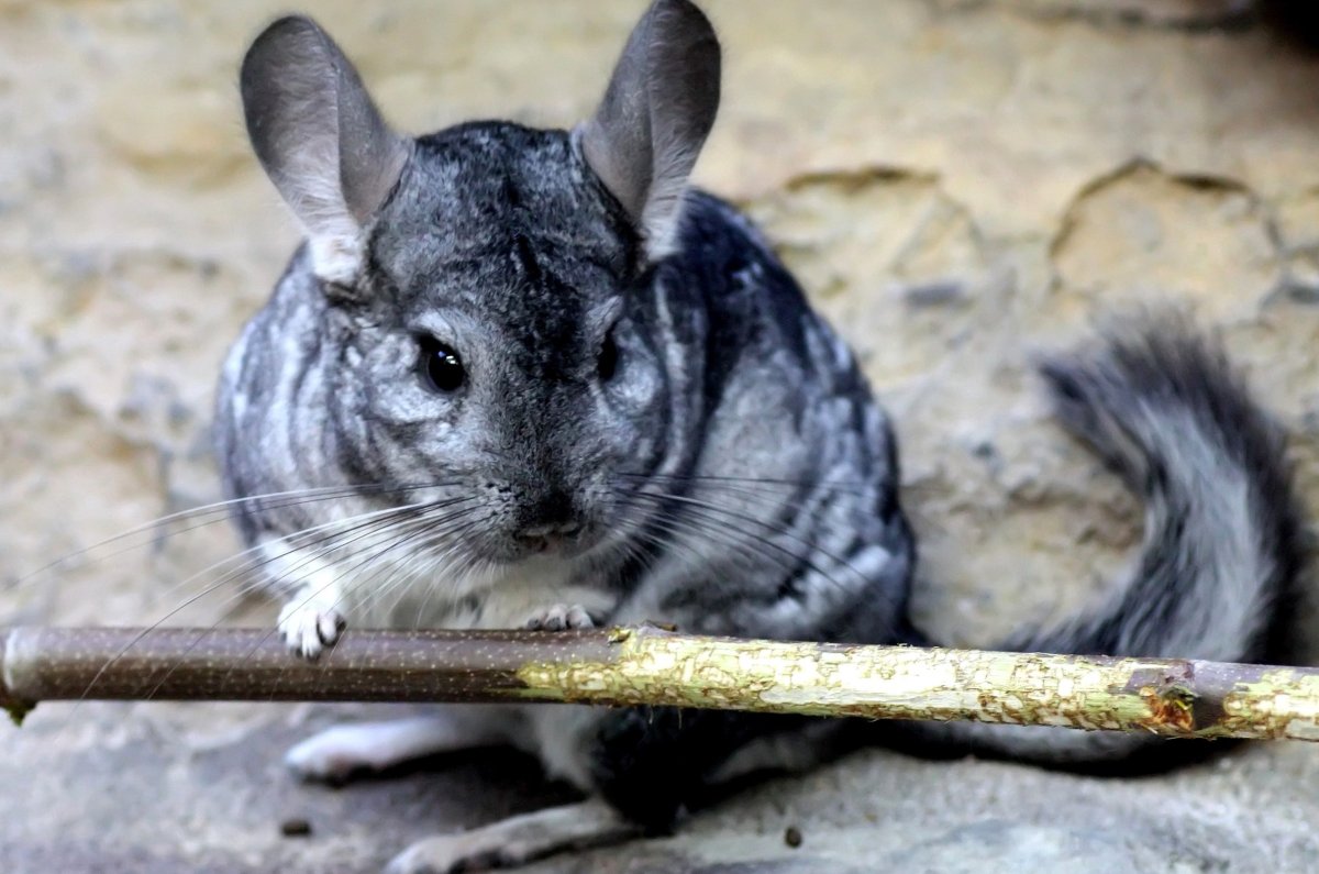 Шиншилла прыгает