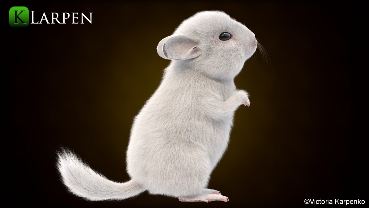 Береговая шиншилла