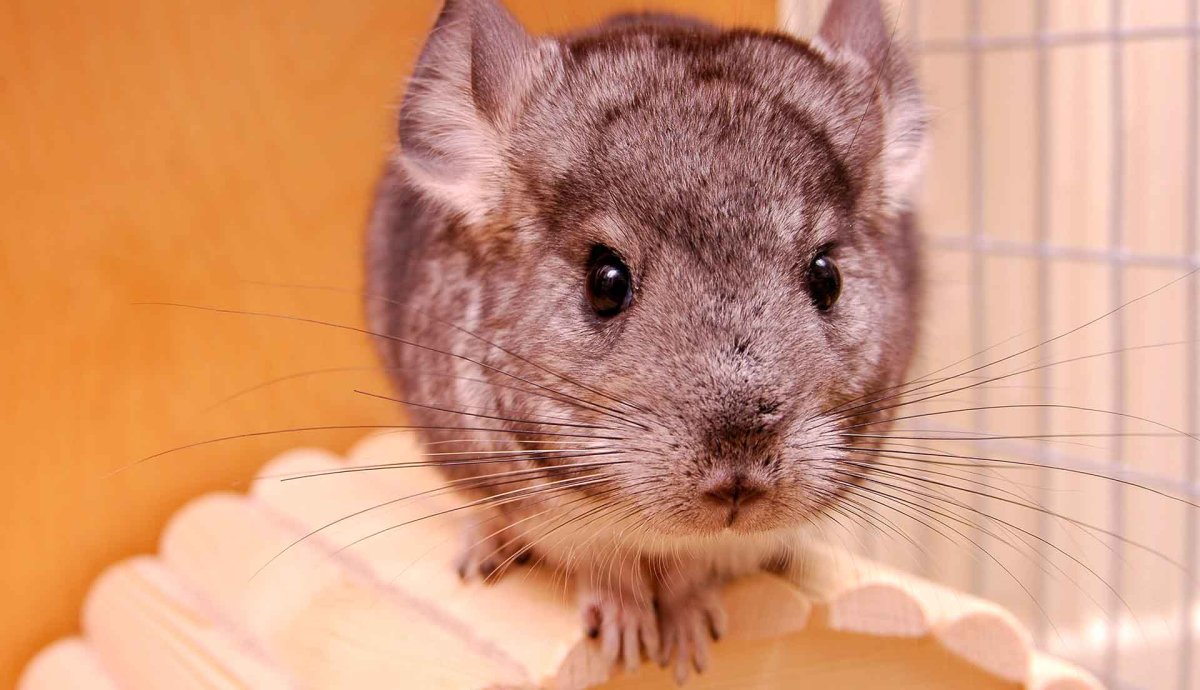 Шиншилла серый стандарт