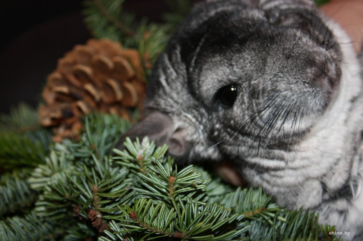 Шиншилла голубой бриллиант