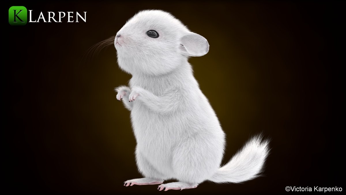 Шиншилла белая