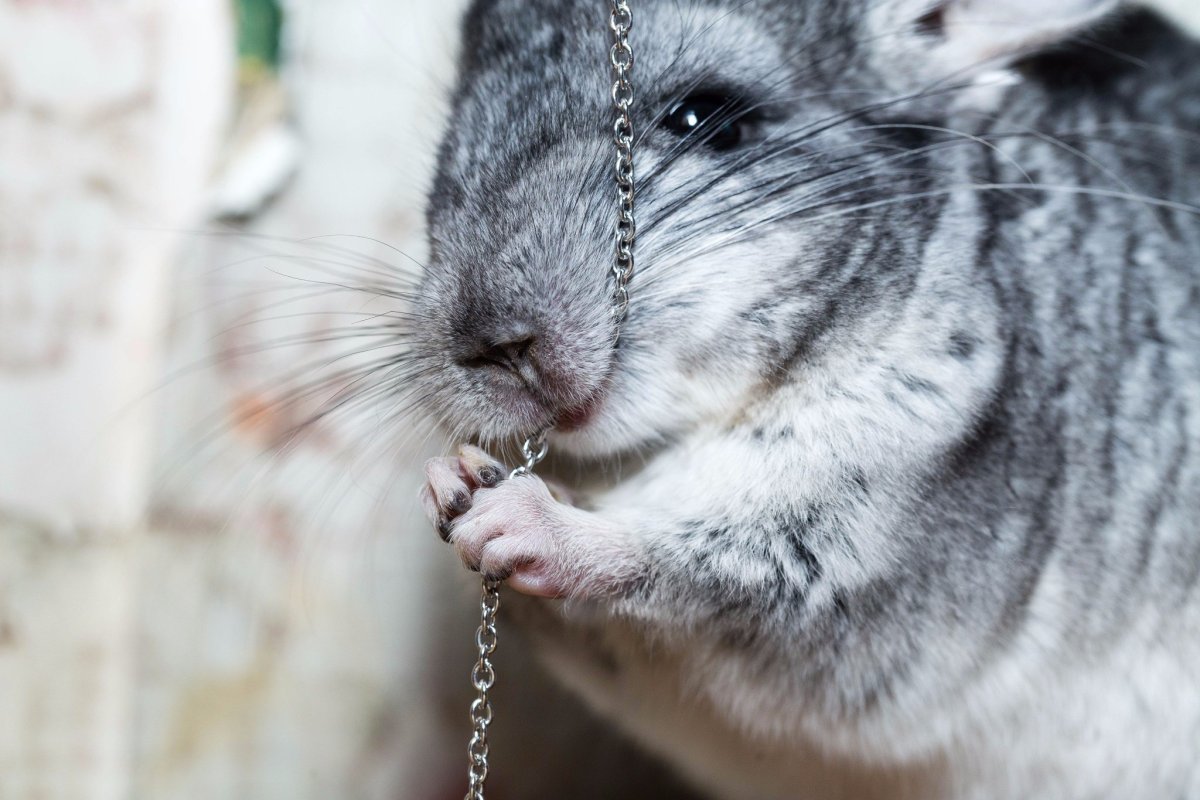 Малая длиннохвостая шиншилла