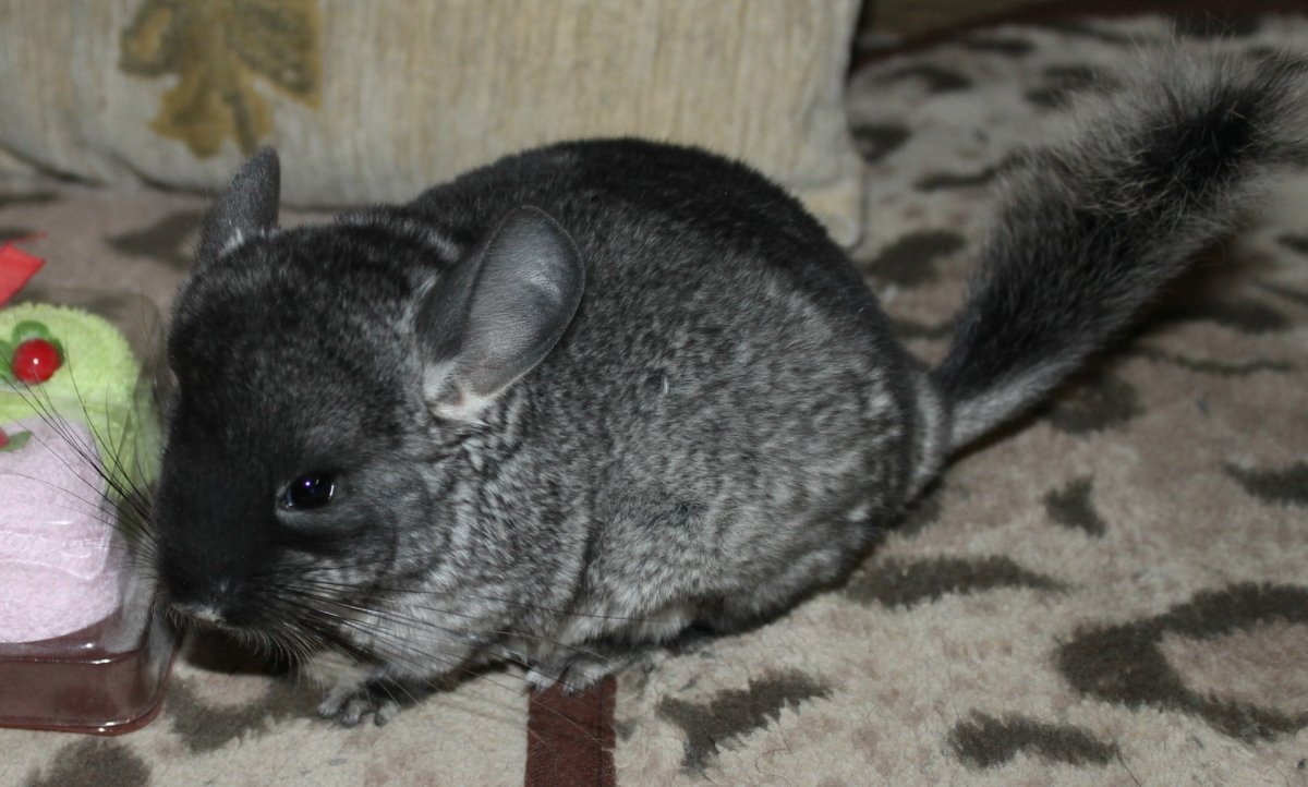 Шиншилла милая