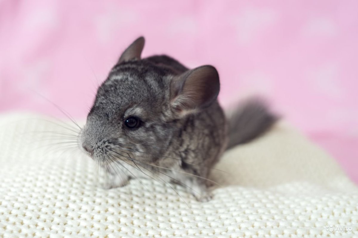 Шиншилла оранжевая