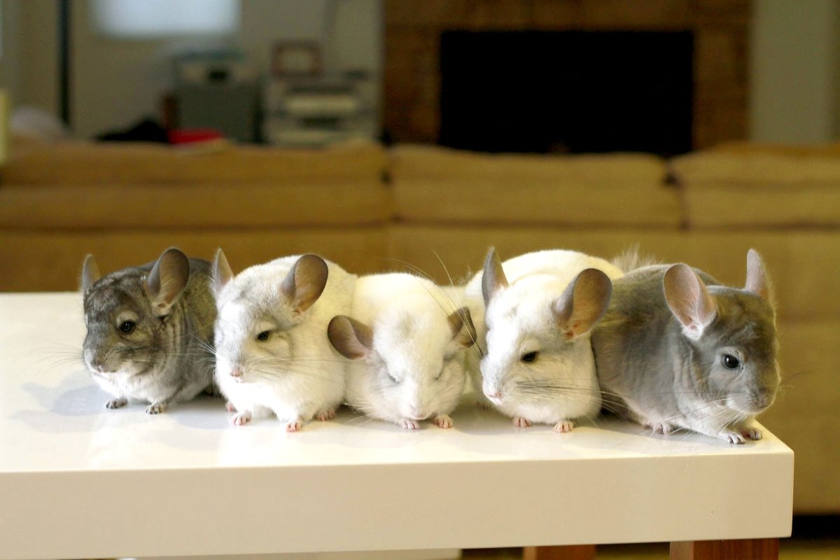 Шиншилловая крыса