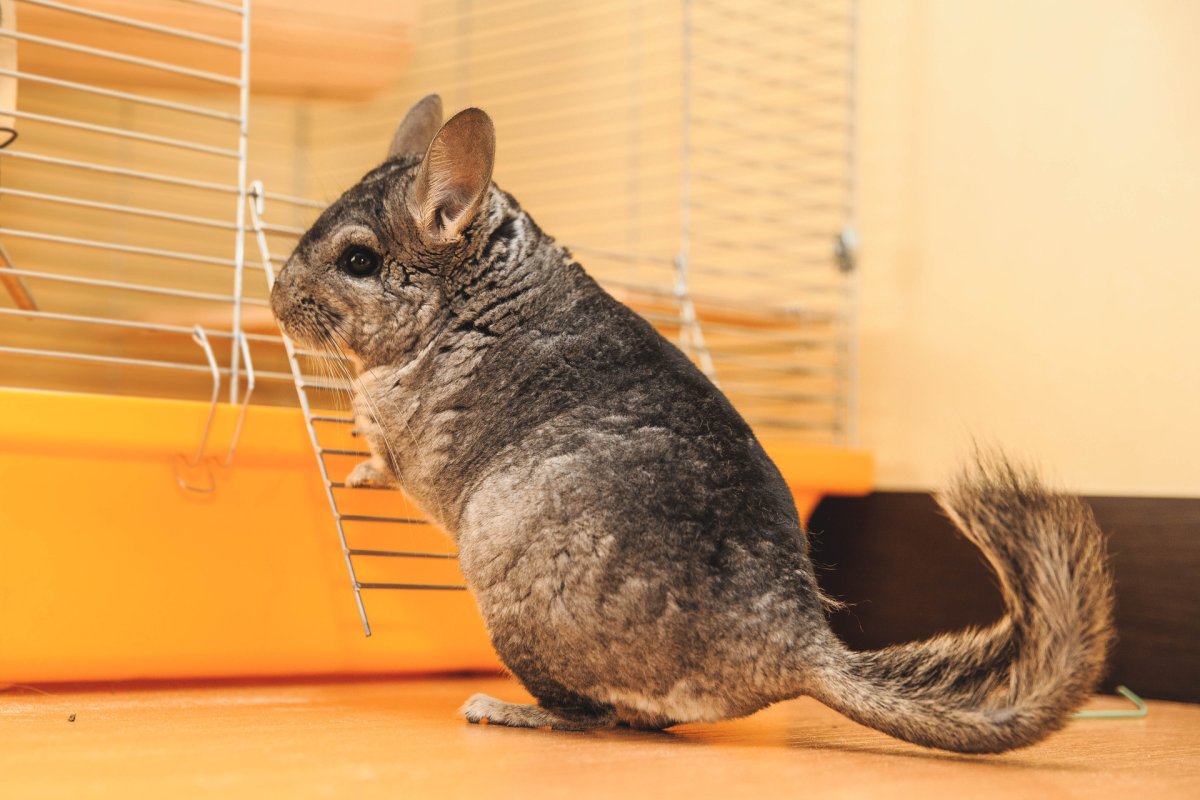 Шиншилла агути