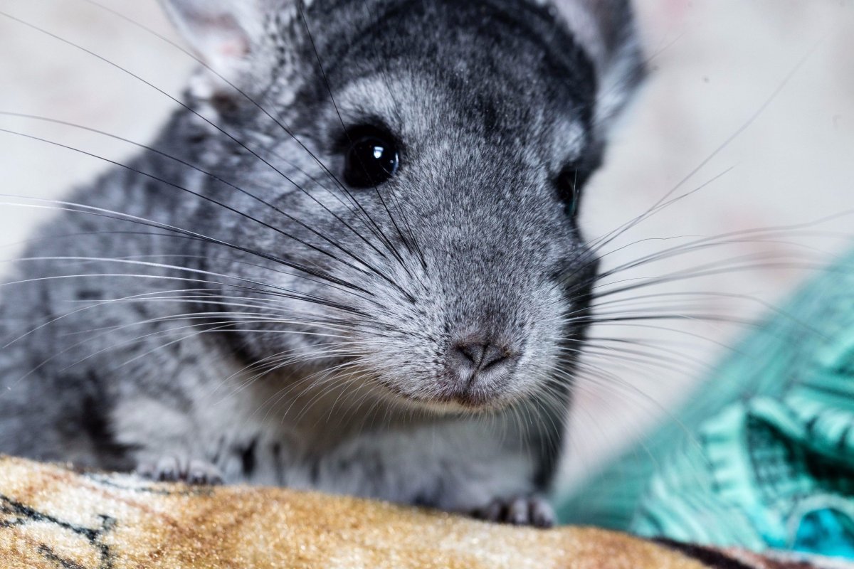 Шиншилла новый год