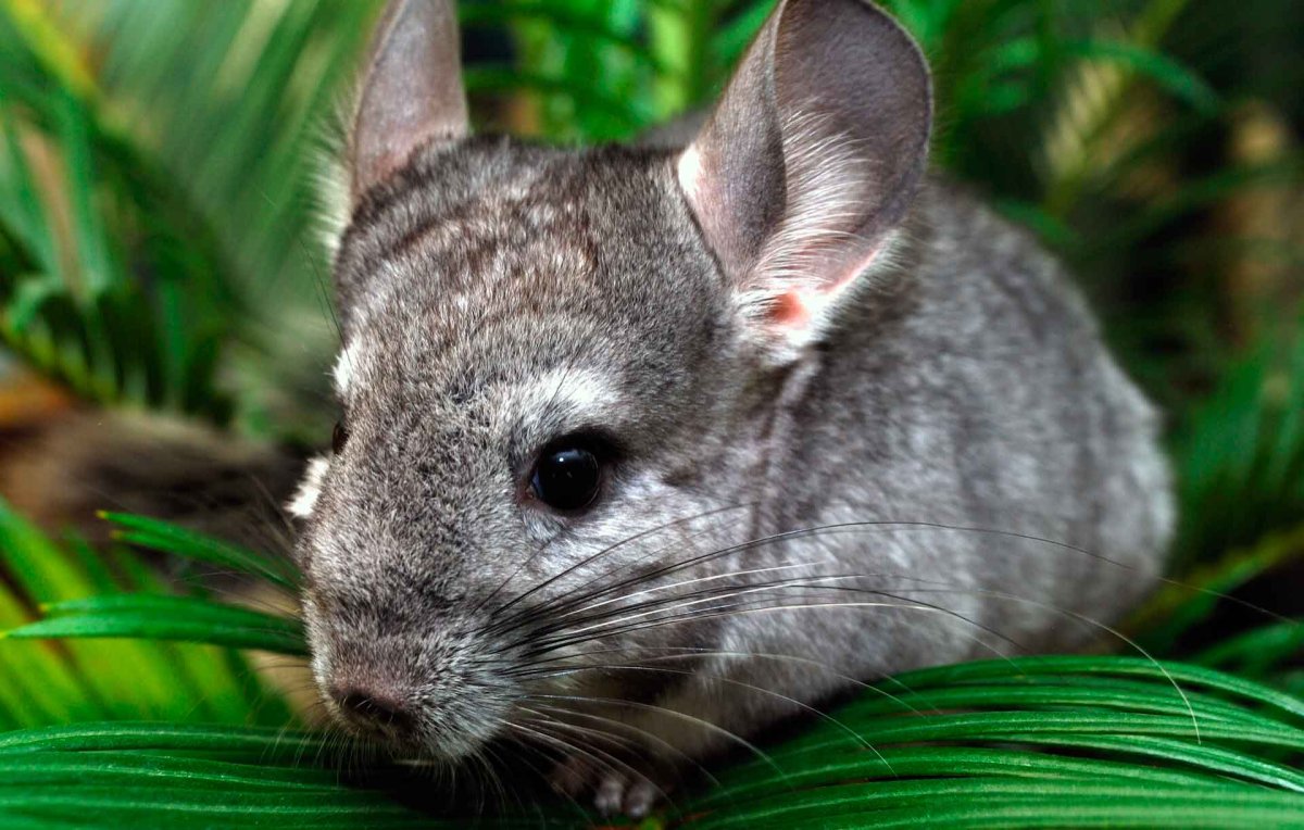 Береговая шиншилла