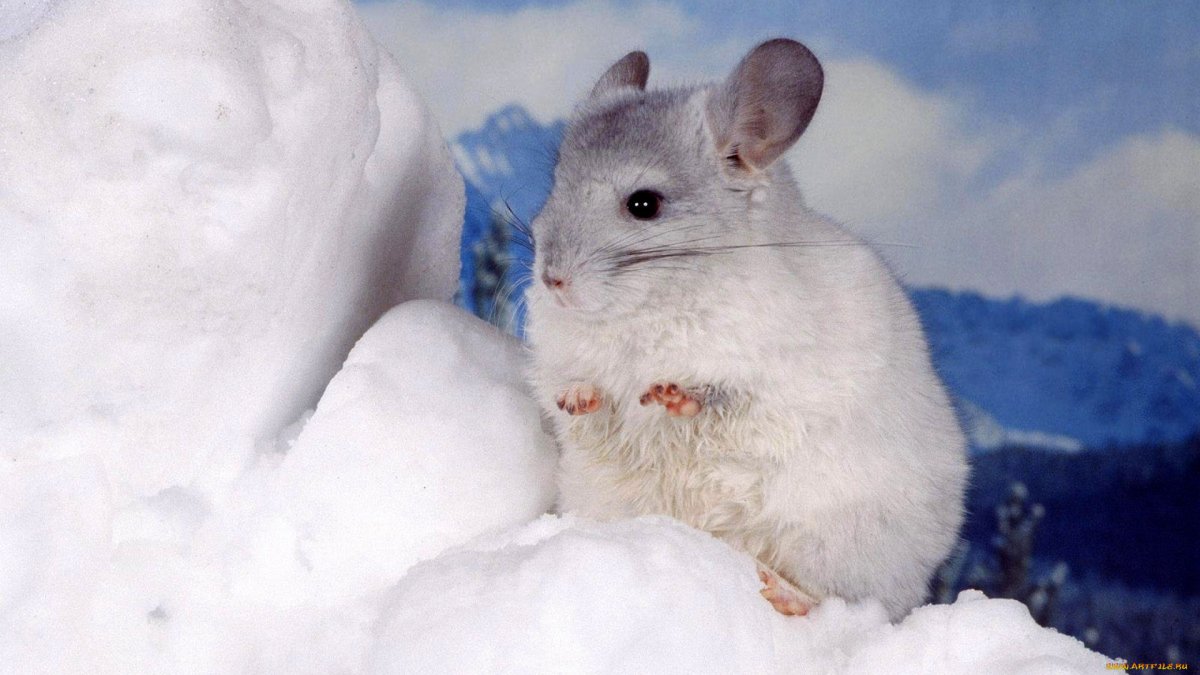 Австралийская шиншилла