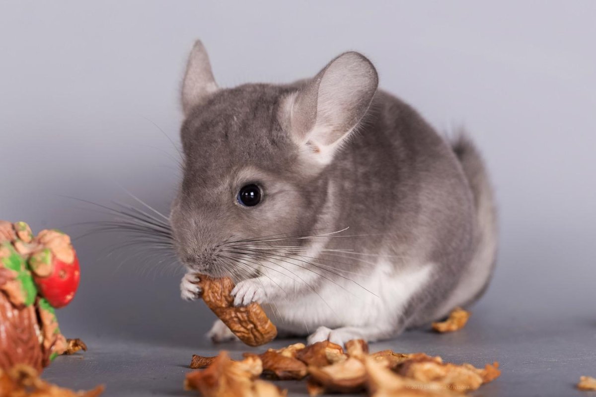 Картинки шиншиллы