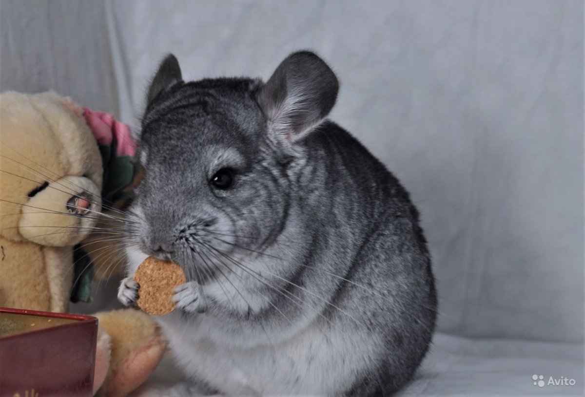 Шиншилла агути