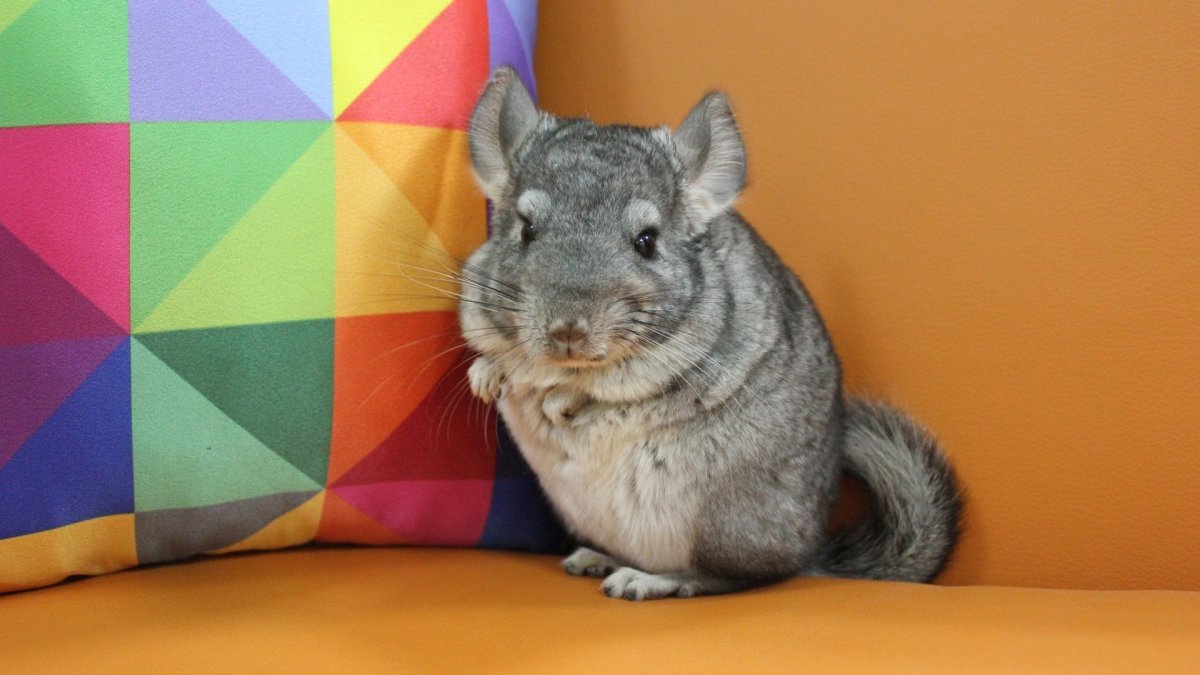 Шиншилла 3 д ручкой