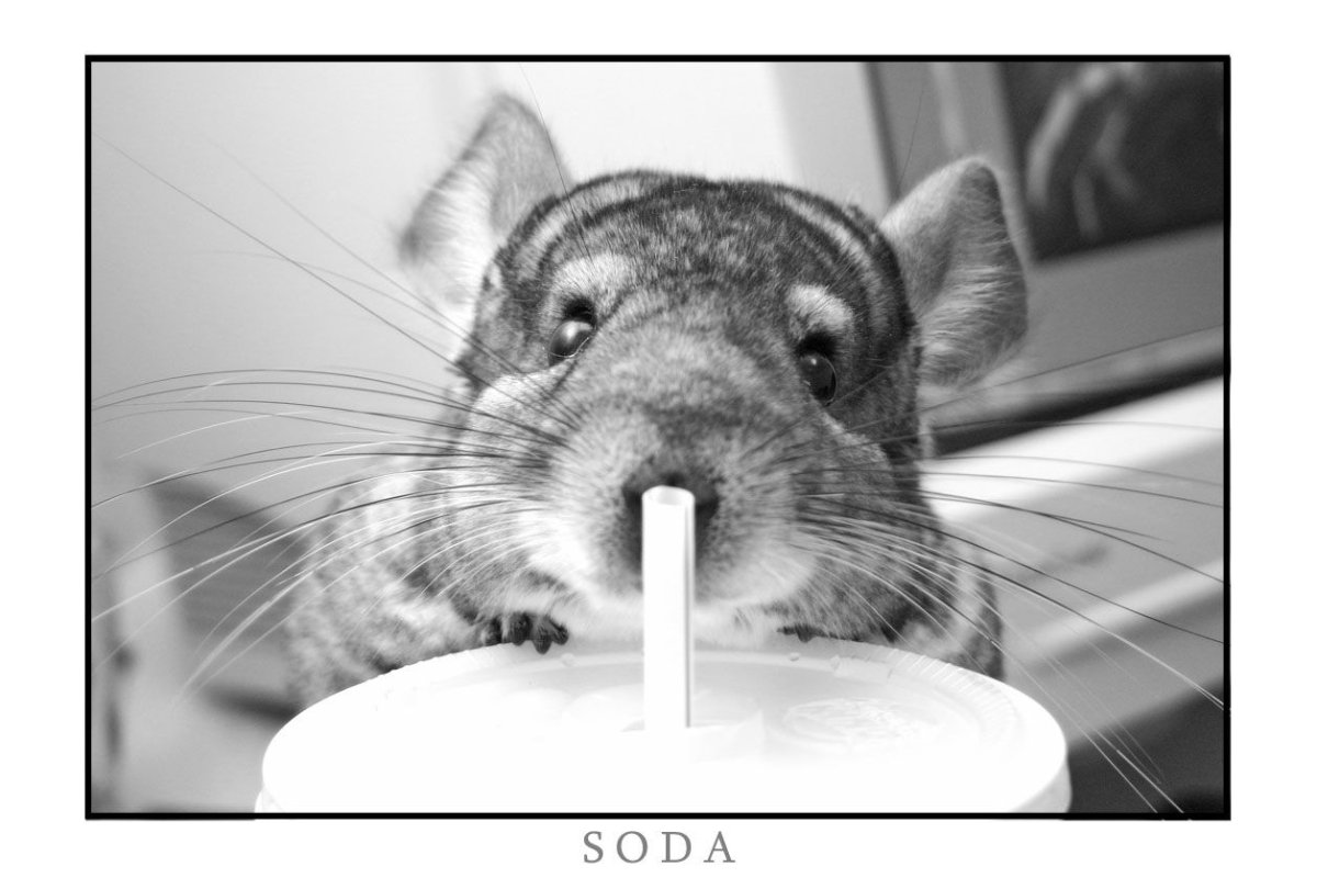 Мордочка шиншиллы