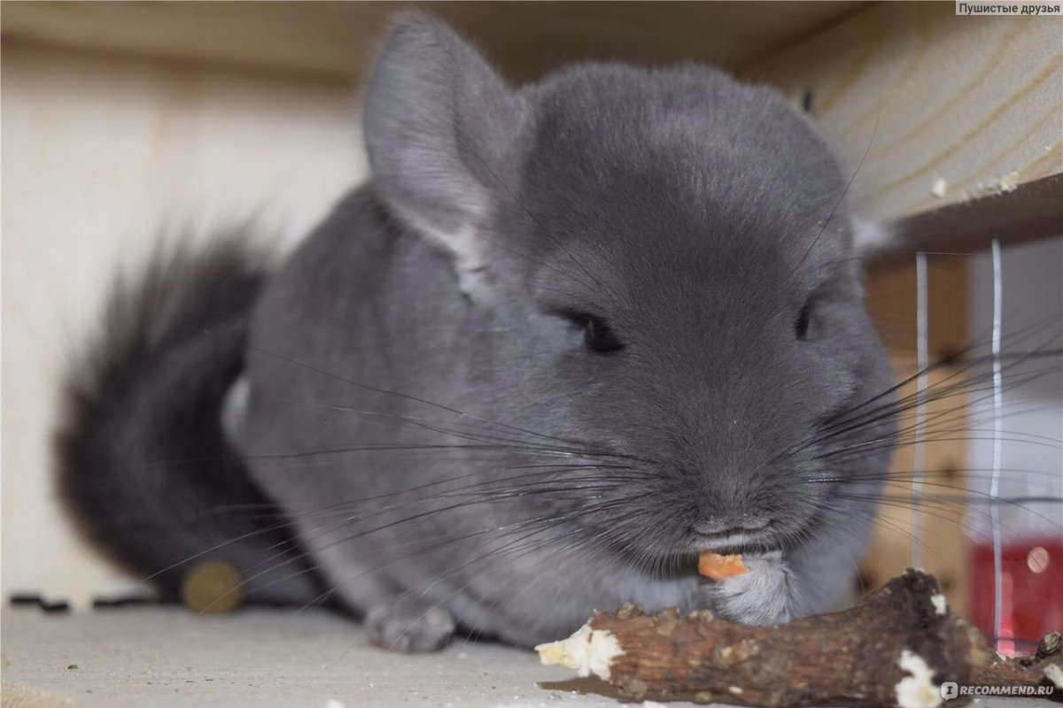 Шиншилла 103