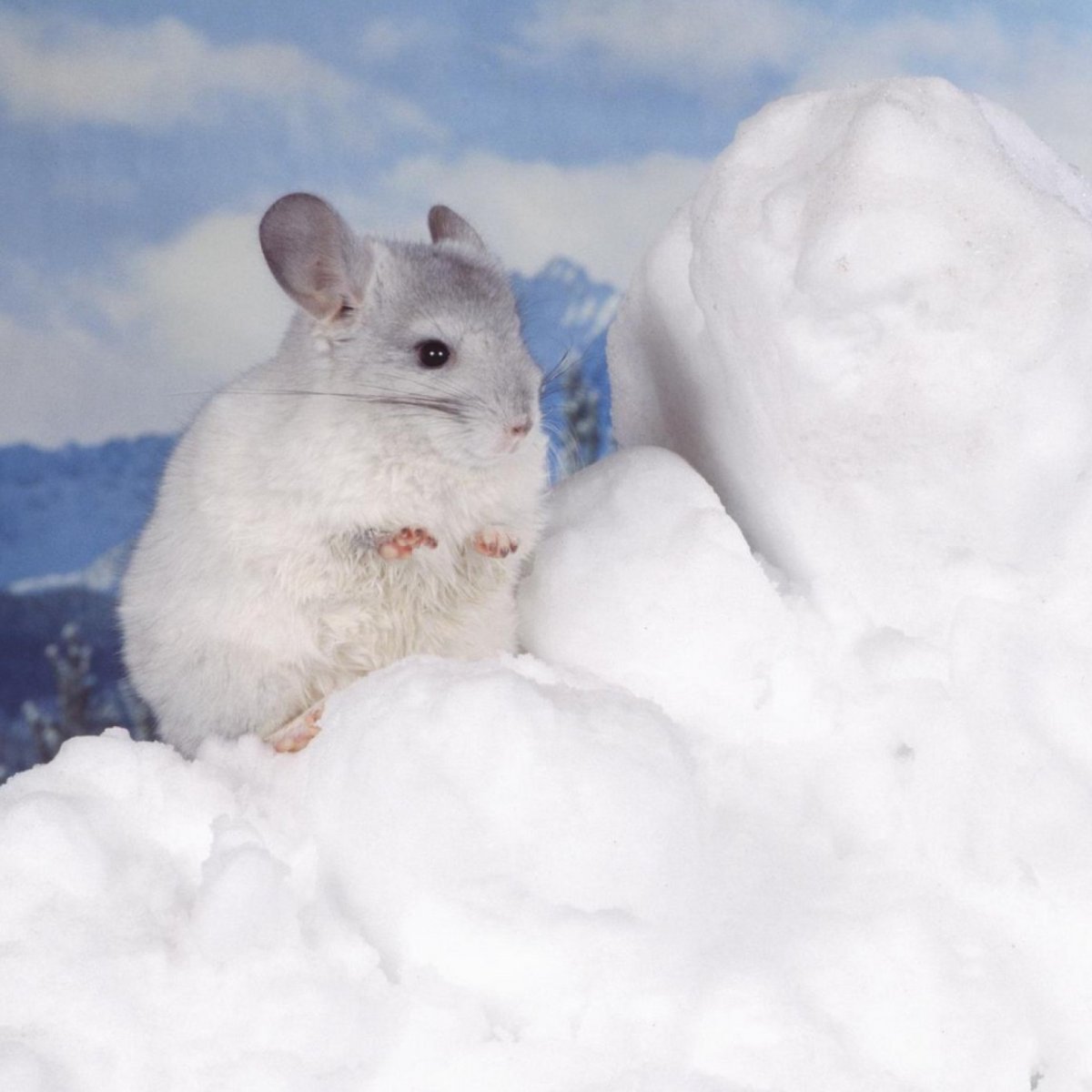 Шиншилла 1920х1080