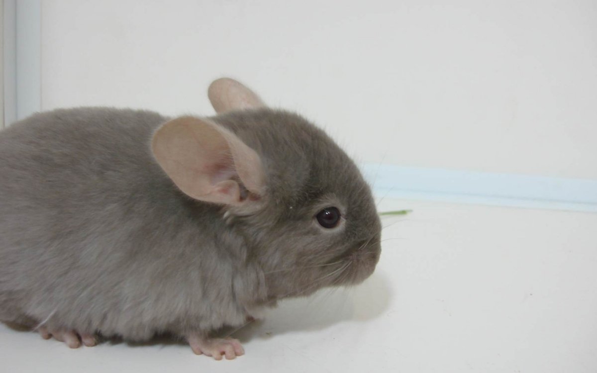 Шиншилла Самурай