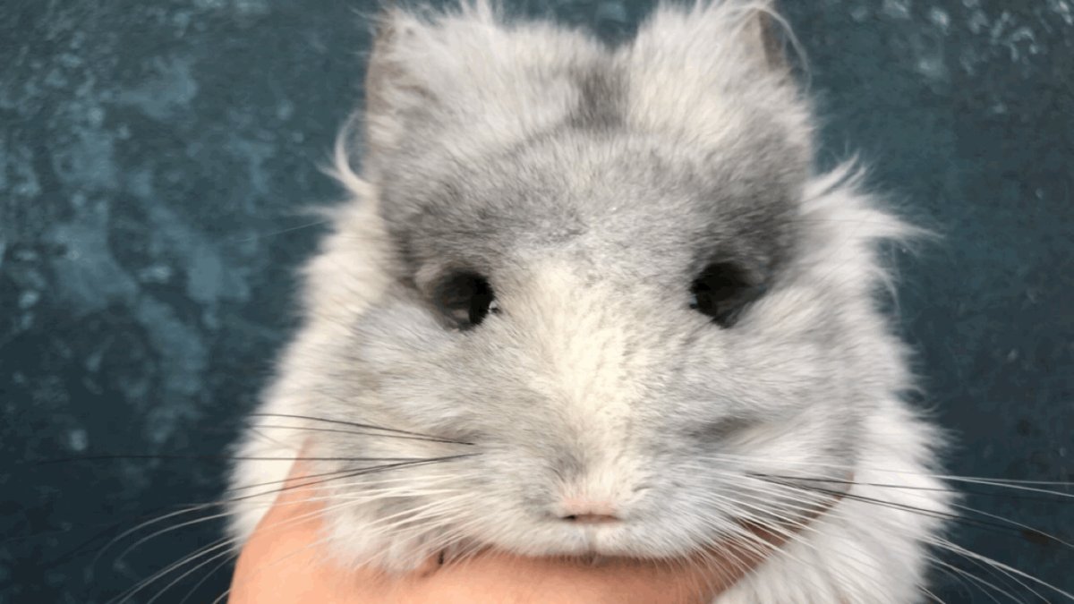 Обои на рабочий стол шиншилла